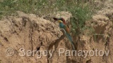 Video of European Bee-eater - European Bee-eater in nest period in Bulgaria